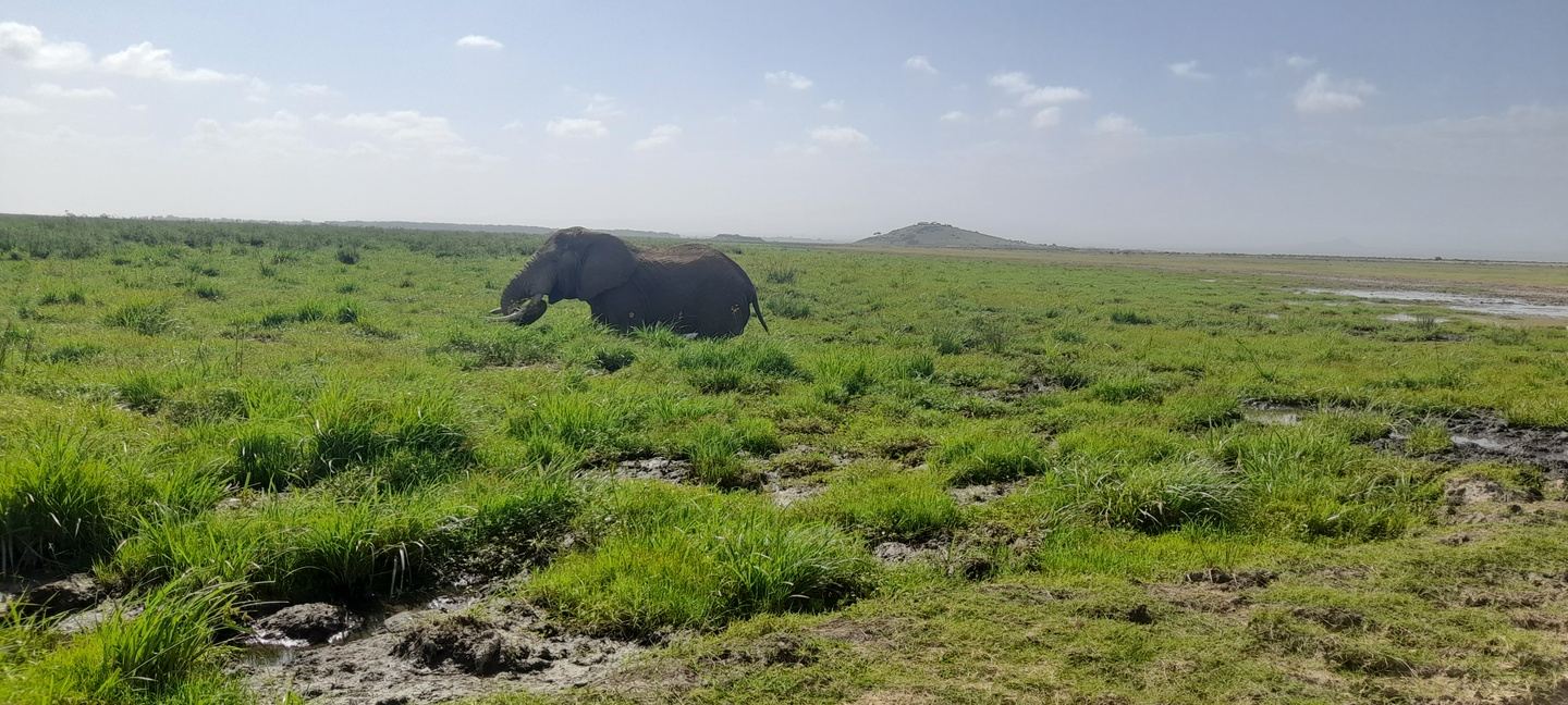 3 days masai mara budget safari