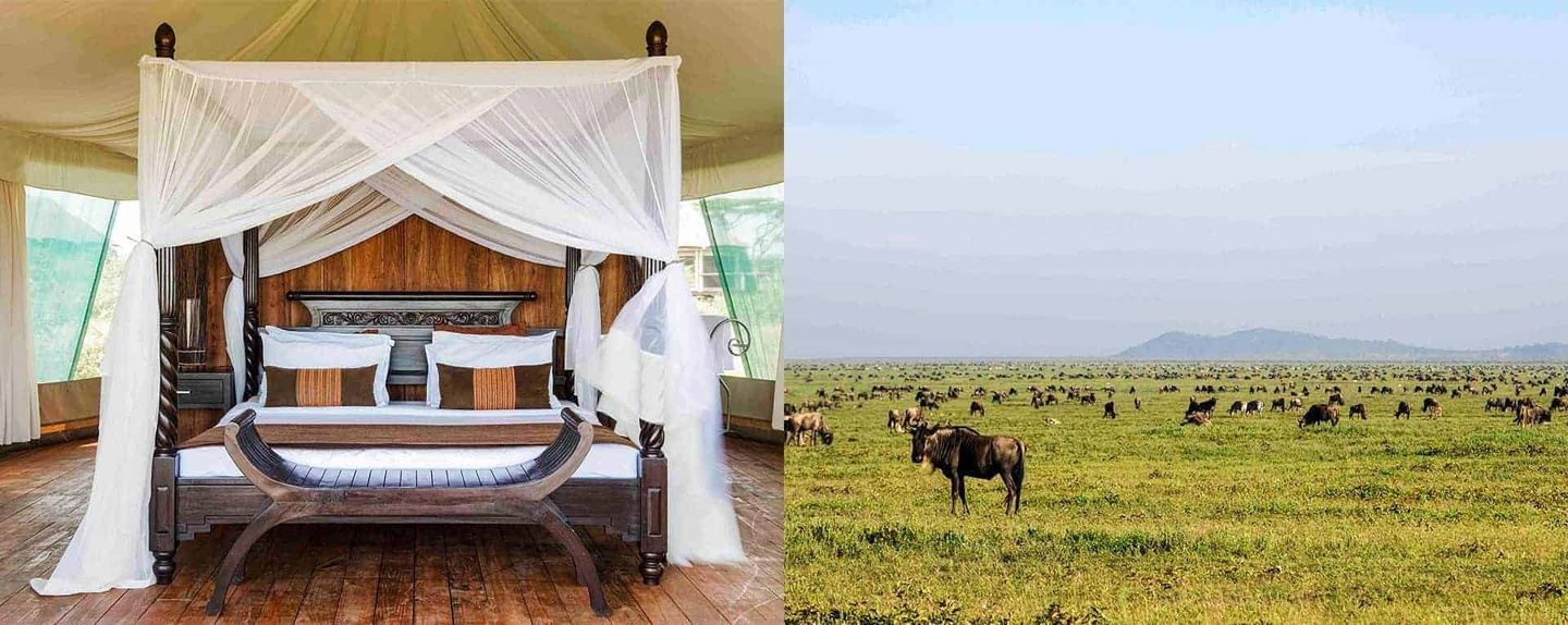 Tanzania safari is a wonderful vacation travel experience