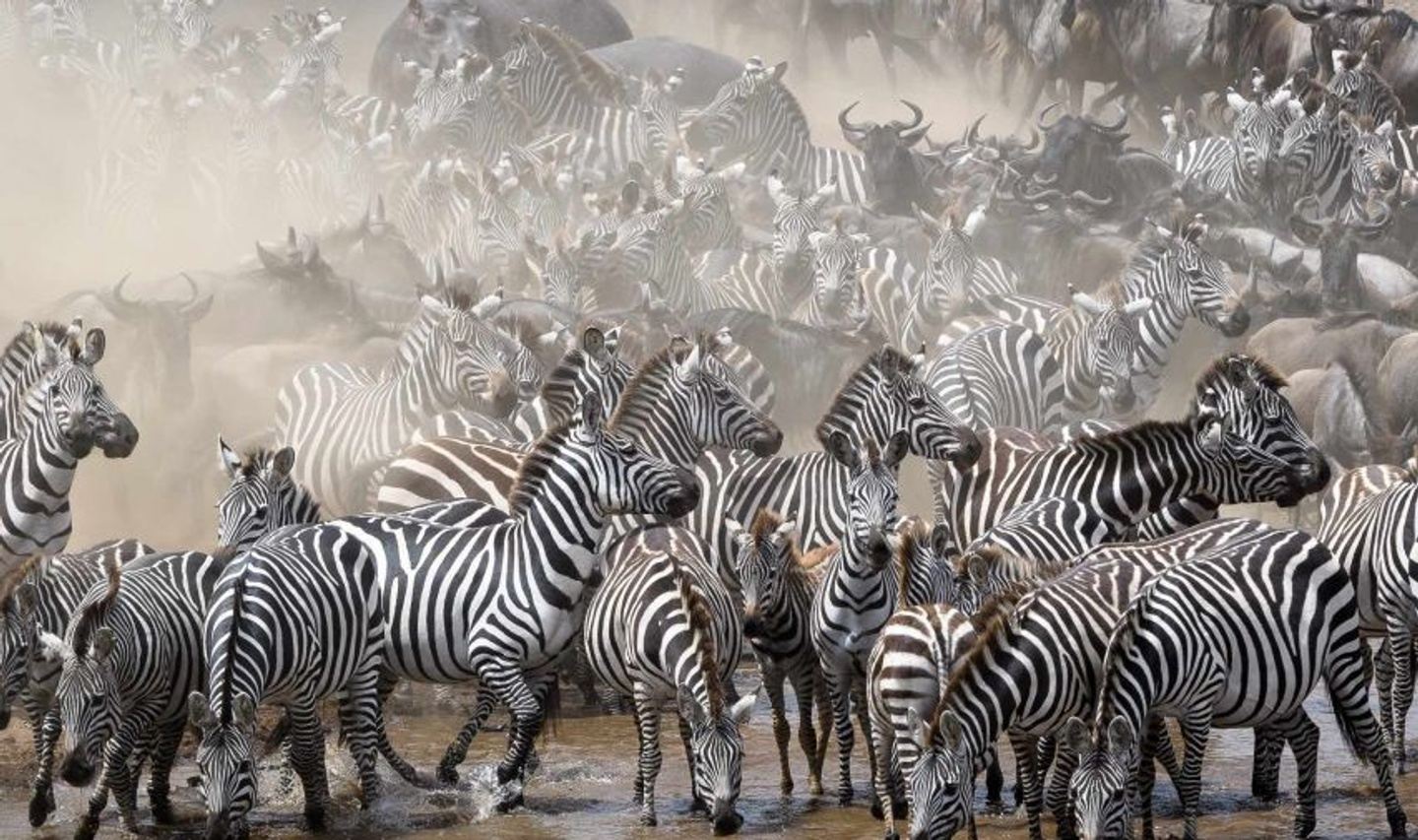 Great Migration Masai Mara safari