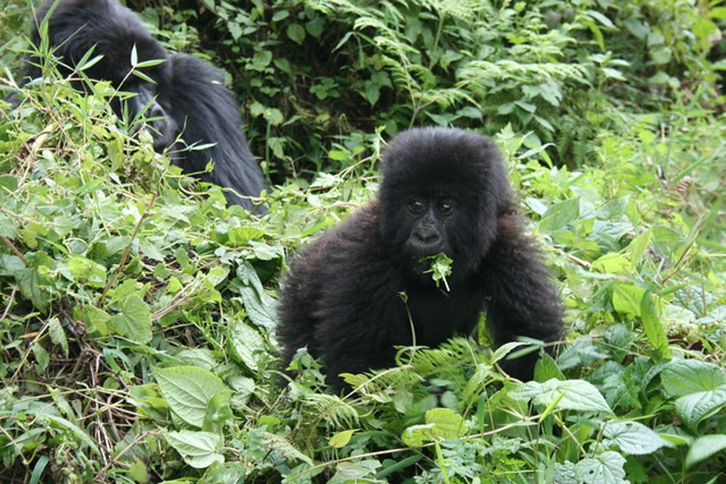 Rwanda & Uganda Wildlife Adventure