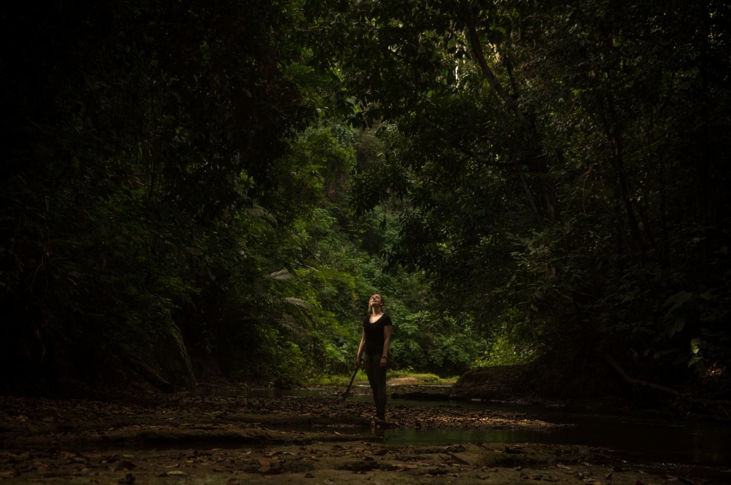Tamandua Premium: Luxury in the Rainforest May 2022