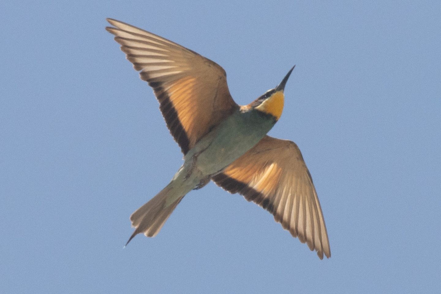 Spain - Birding, Jamón y Vino