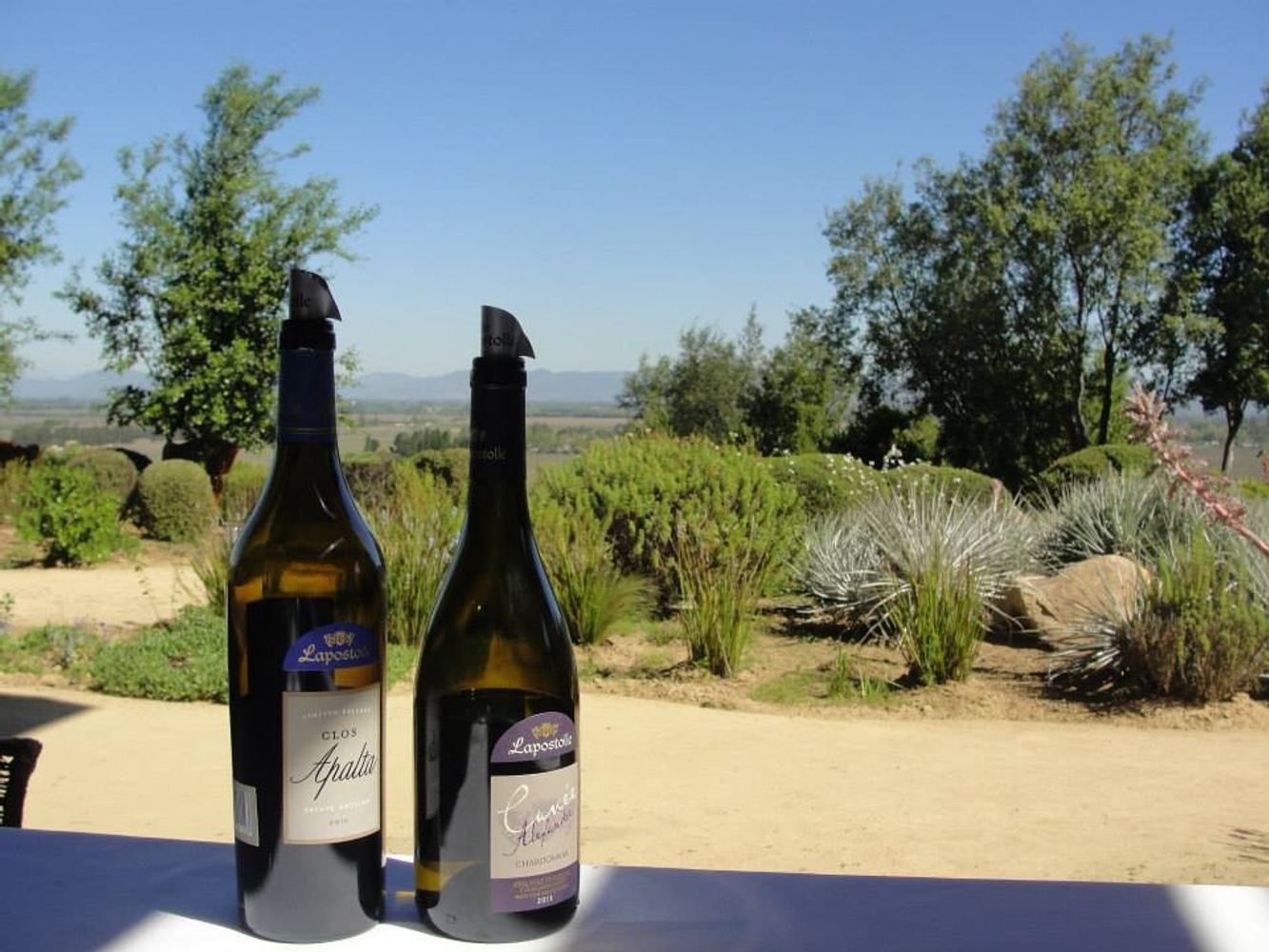 6-Day Chilean Wine Experience - Central Valley