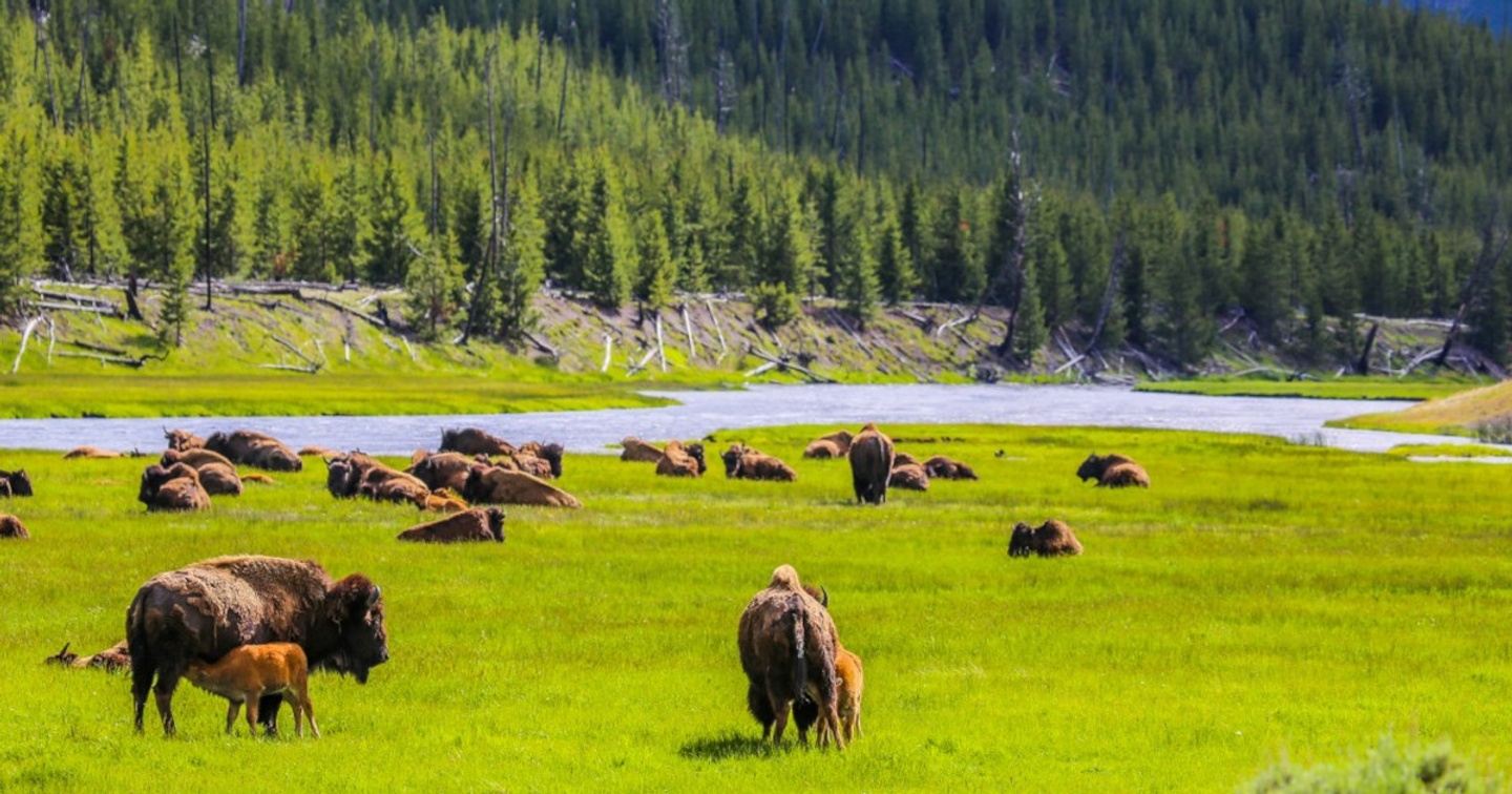 YELLOWSTONE NATIONAL PARK & MORE