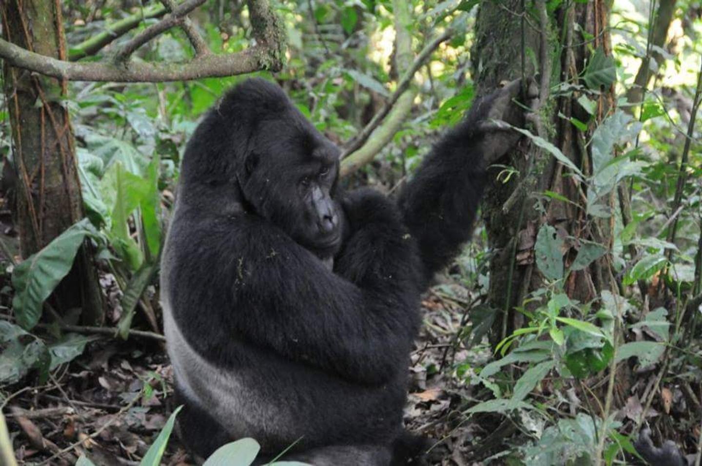 7 Days Uganda Wildlife and Gorilla Safari
