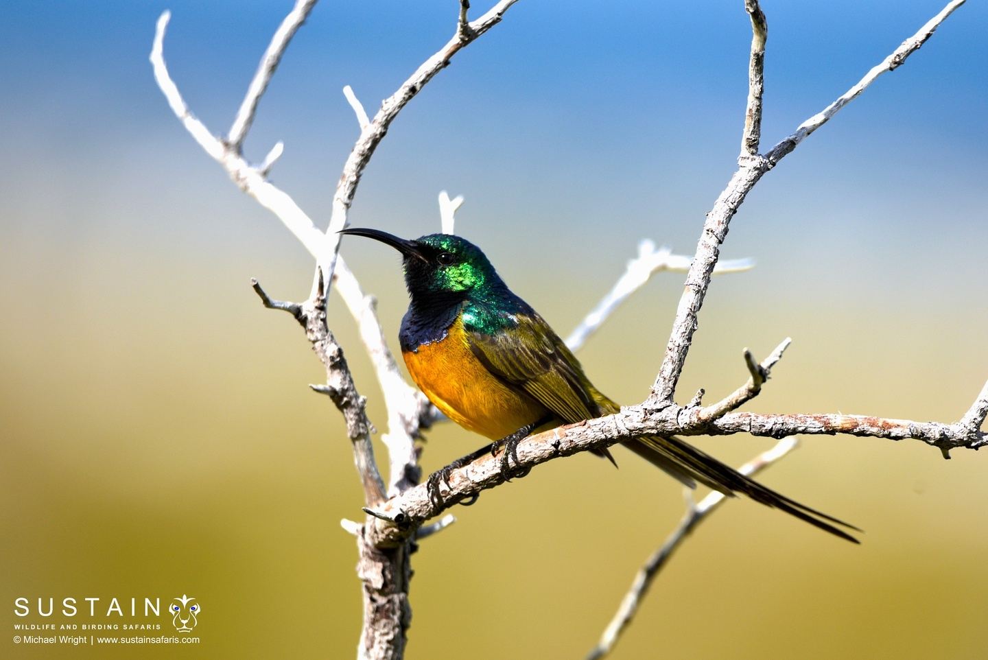 Cape Town to Cape Agulhas 4-Day Birding Tour