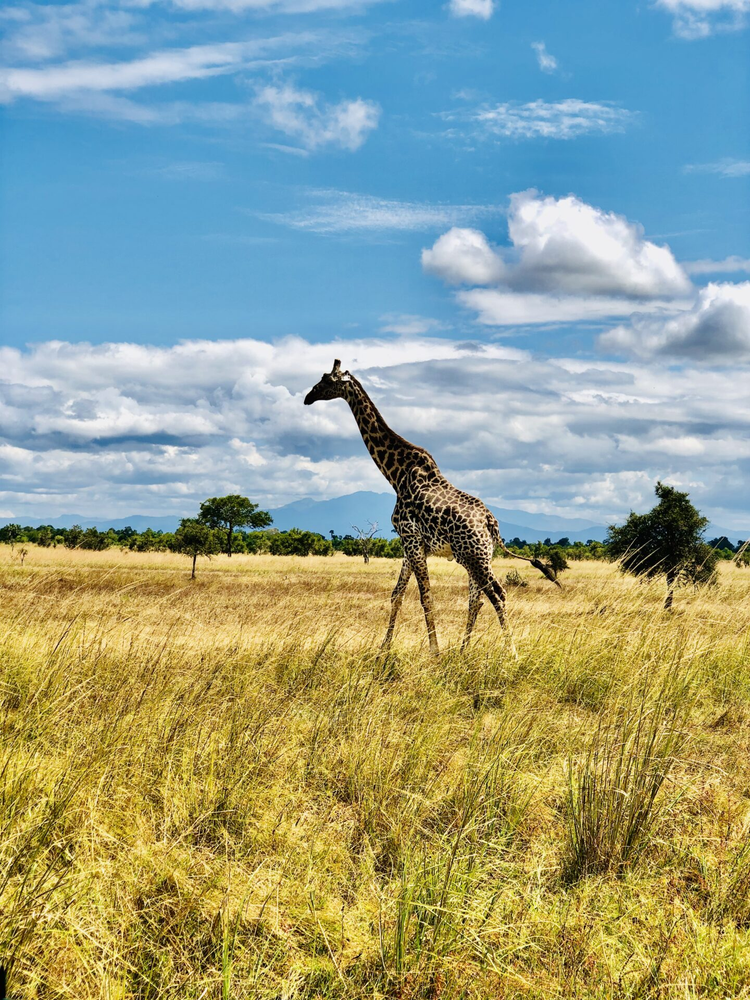 2 nights 3 days Safari to Mikumi National Park