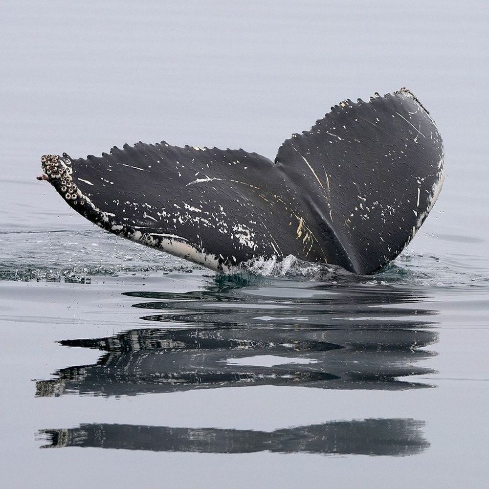 Full Day Whale Watching Excursion