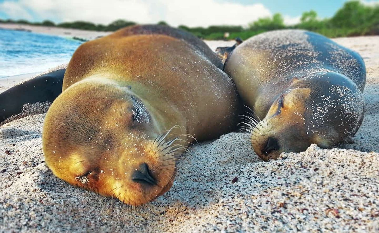 GALAPAGOS 5 DAYS/ 4 NIGTHS LAND TOUR