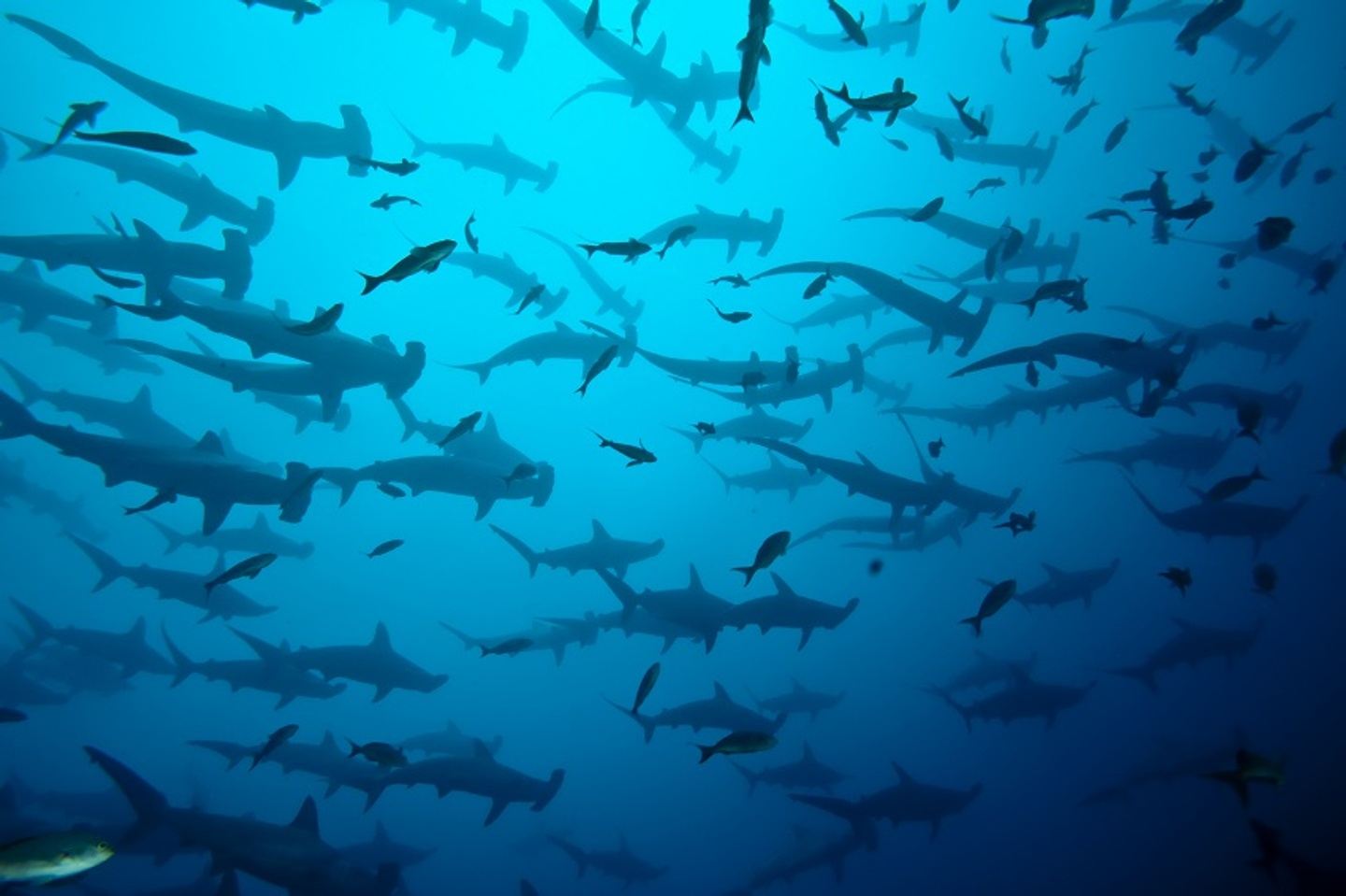 Galapagos 2023