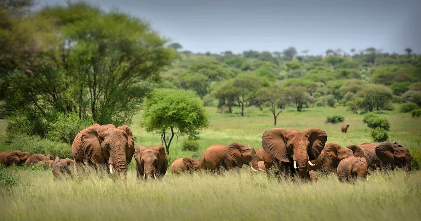 Serengeti and Ngorongoro
