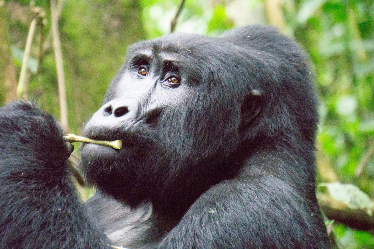 5 Days Bwindi & Queen Elizabeth Safari