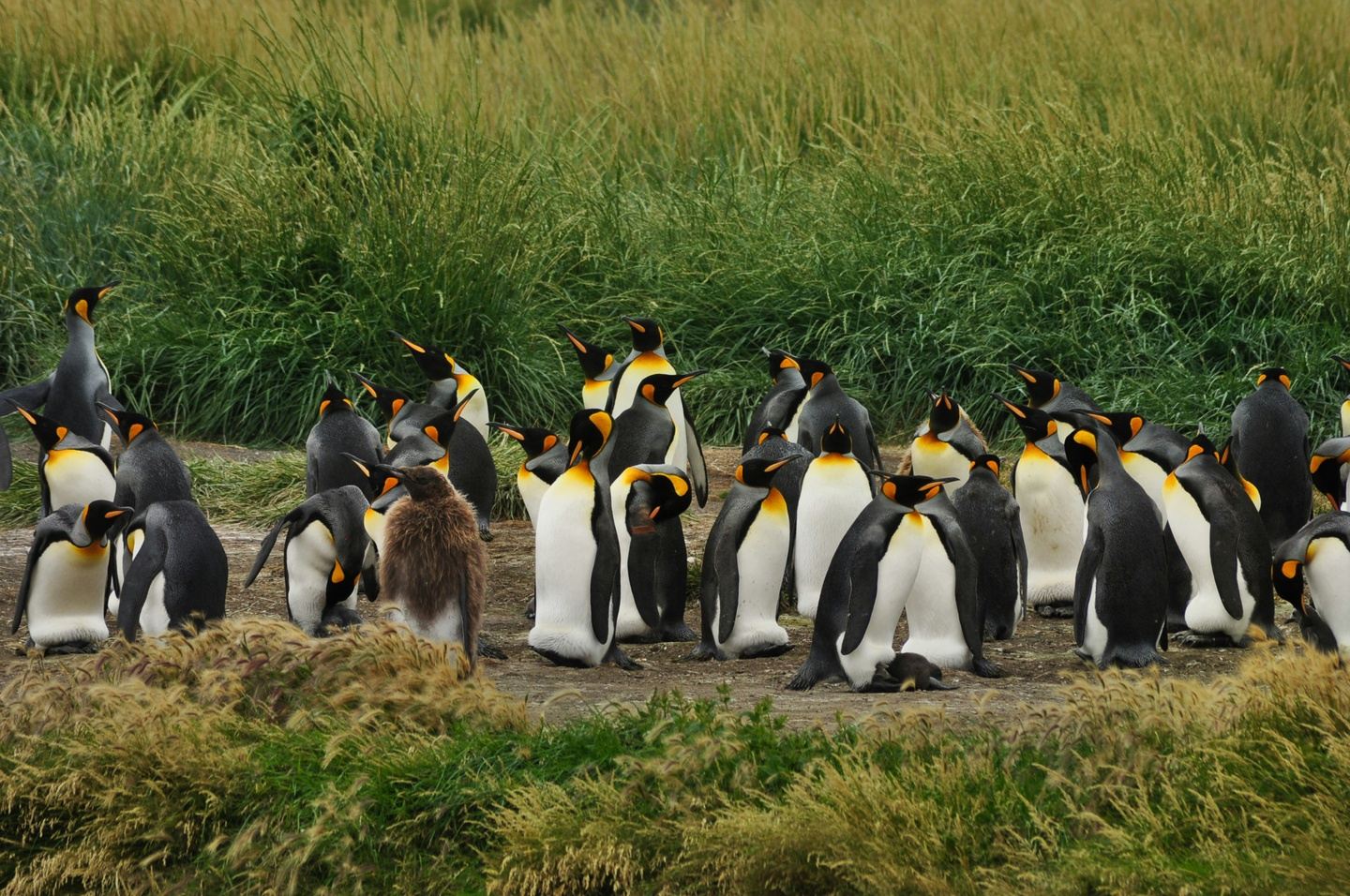 Penguin Colony Navigation