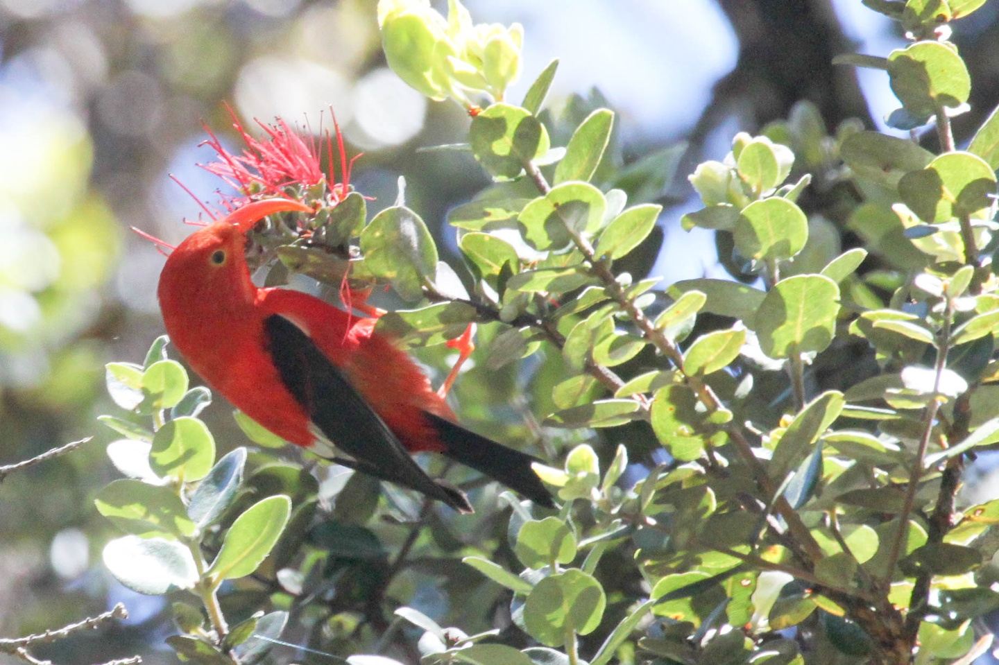 Hawaii - Birding with Aloha