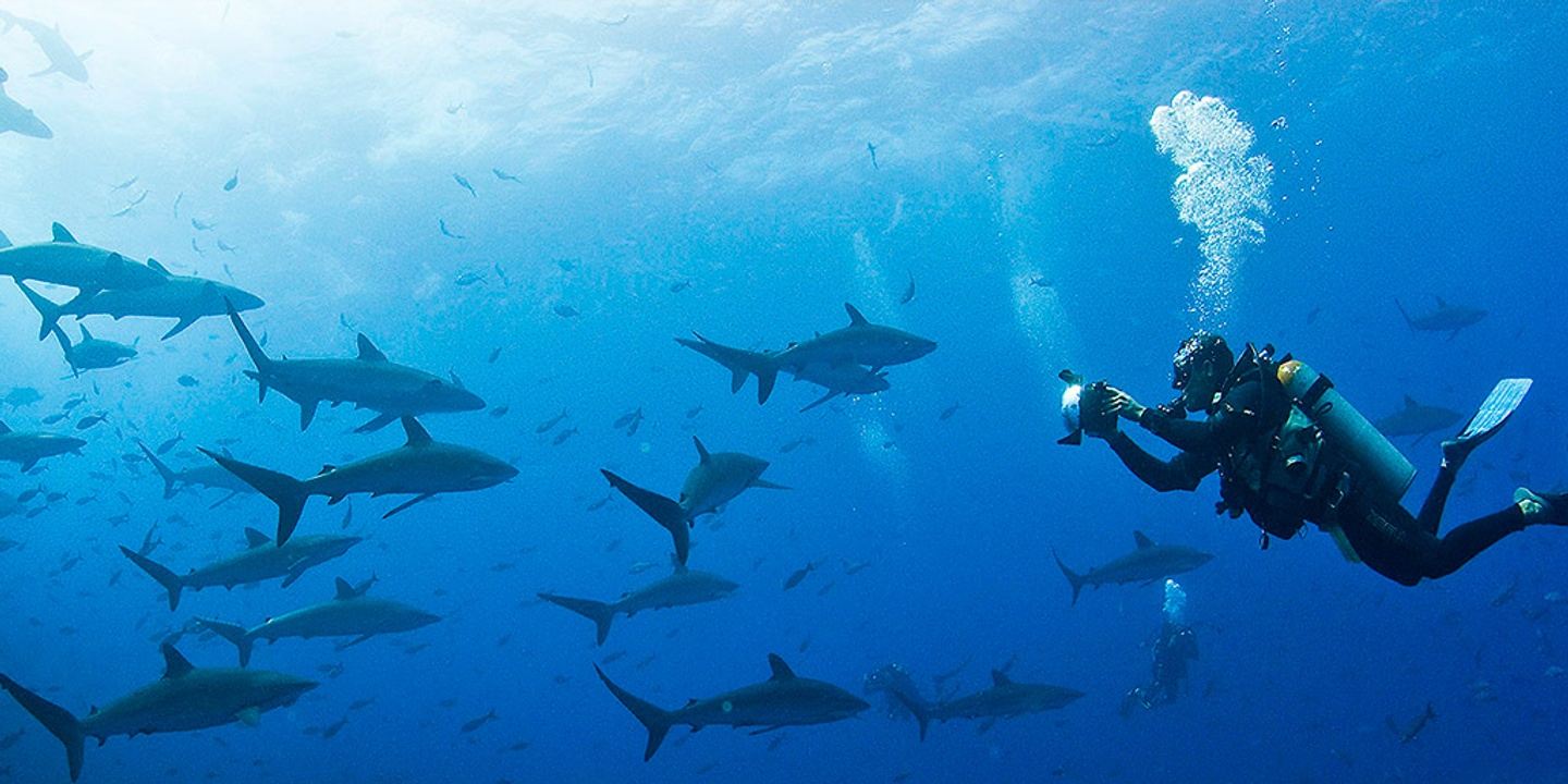 Diving Tour Galapagos