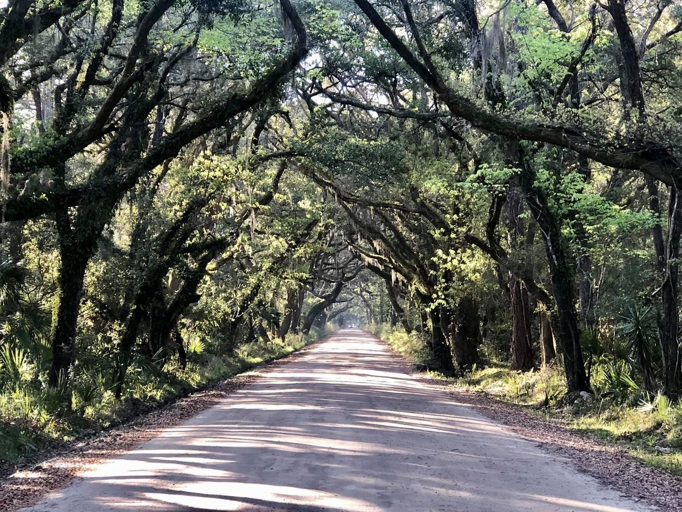 Botany Bay Birding in Edisto Island, SC