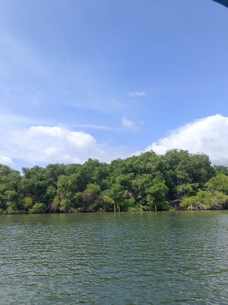 Dolphin and mangrove day tour from Guayaquil