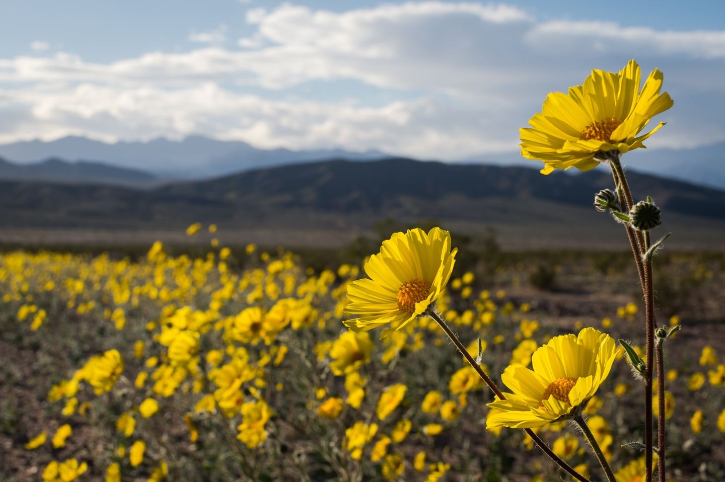 Wildflower Bloom in Death Valley