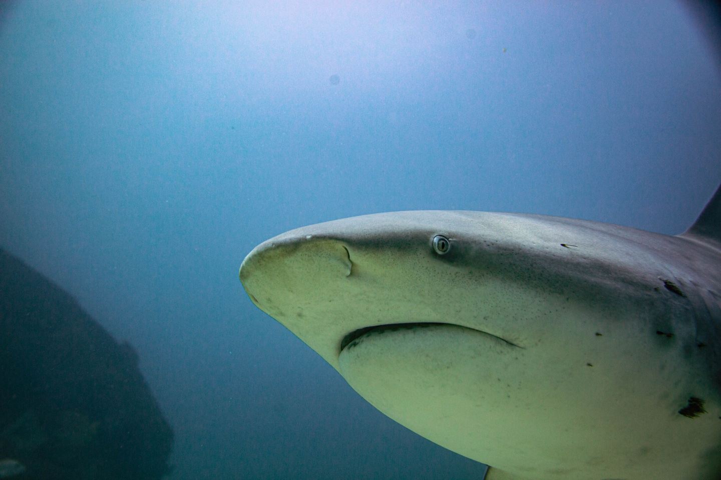 EXCURSION DIVING TO CABO PULMO in cabo san lucas, mexico