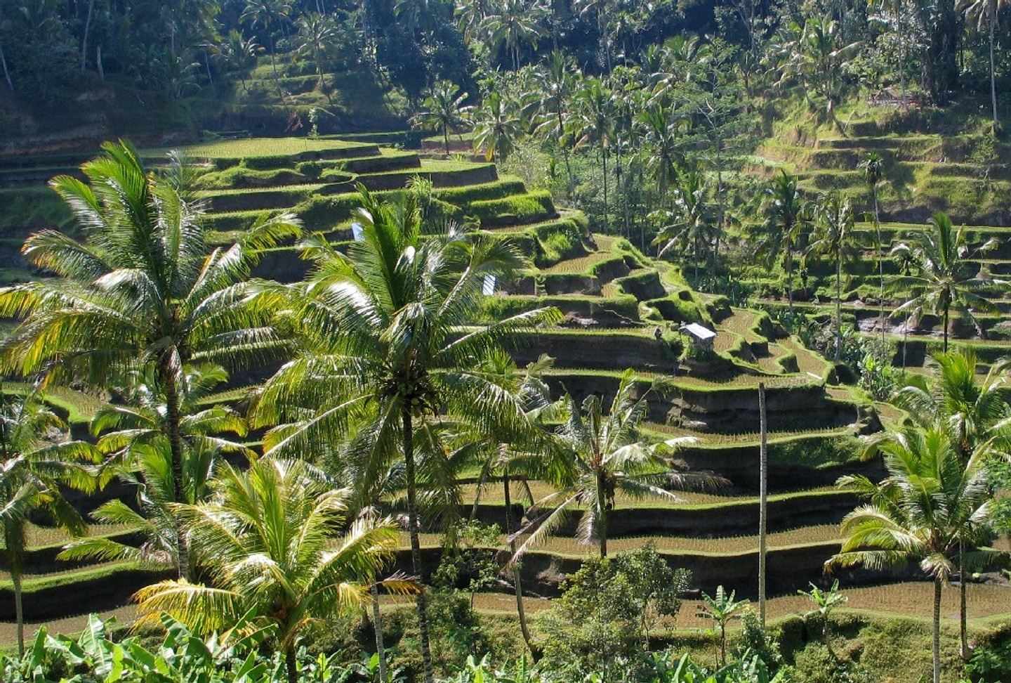 Experience Bali