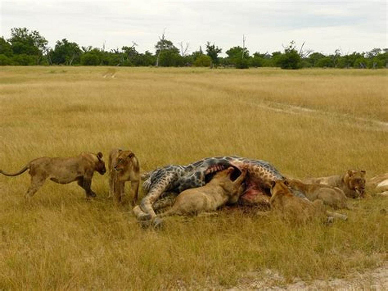 3 Day Chobe National Park Camping Safari