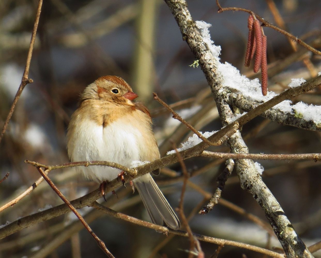 Sparrows of the Southern Appalachians
