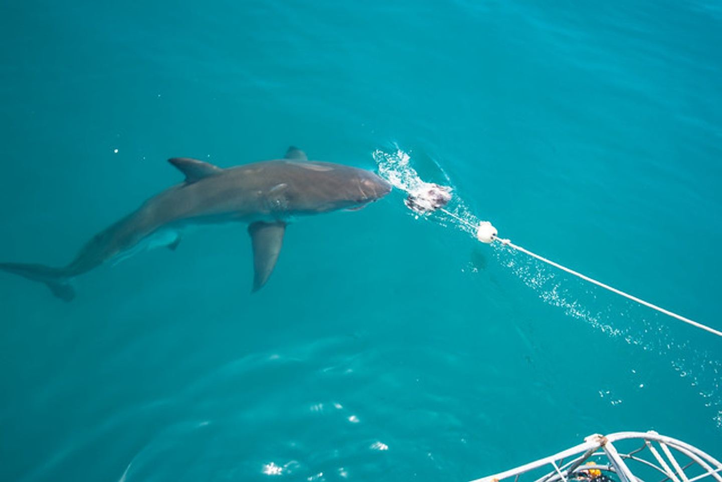 Gansbaai Shark Cage Dive
