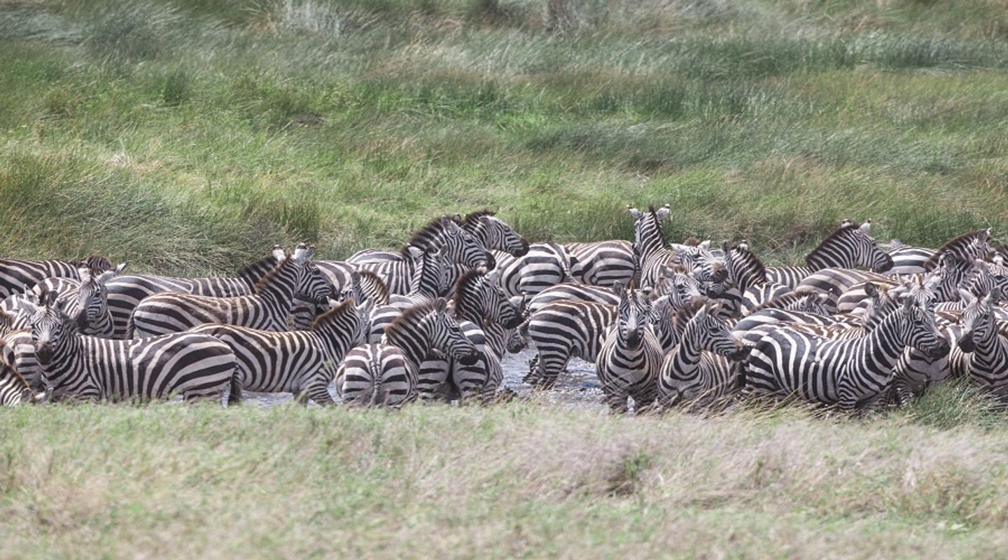migration safaris in Tanzania- 6 days Serengeti migration tour