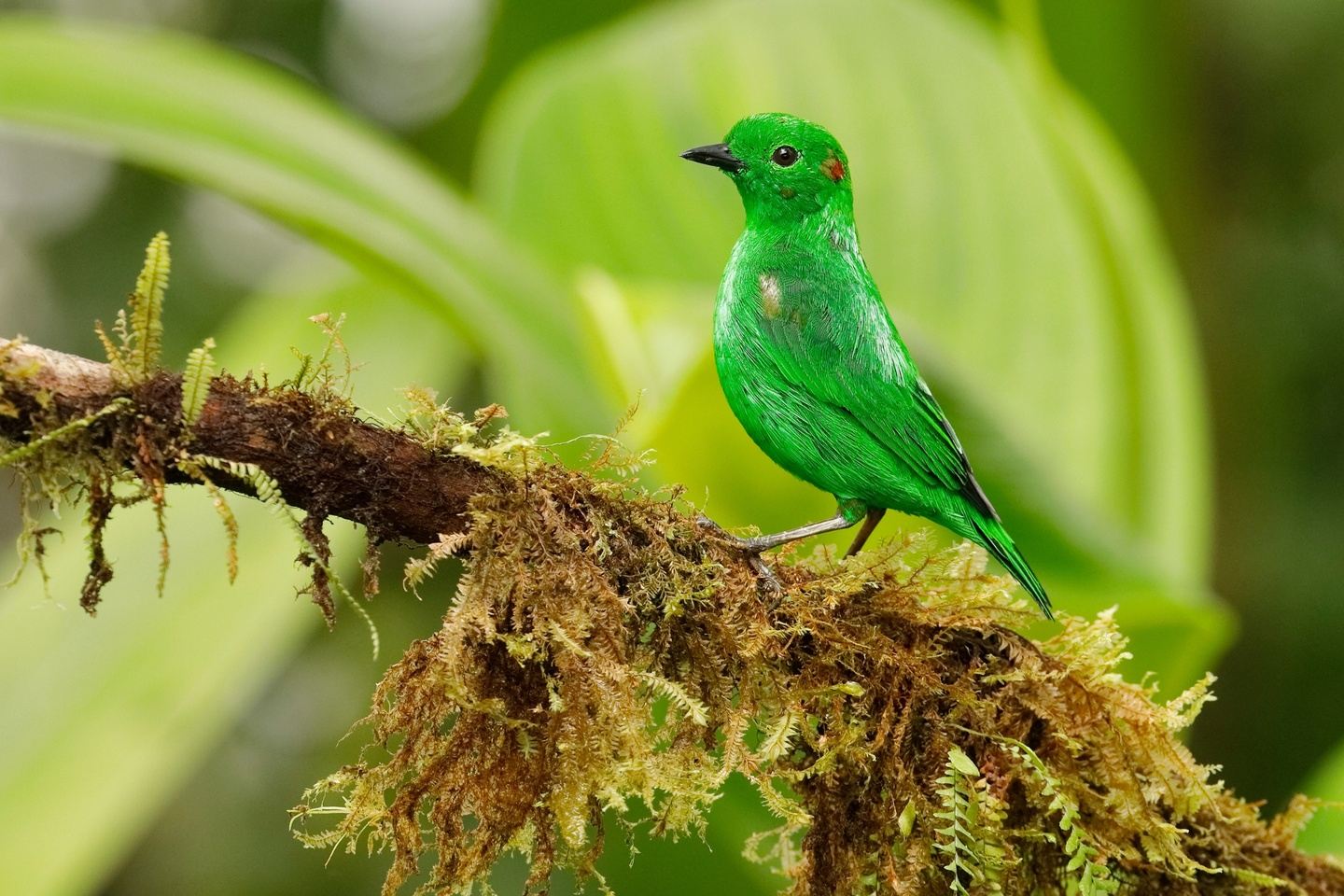 Cauca Valley (Short Trip) - Ocampo Expeditions Birding & Wildlife