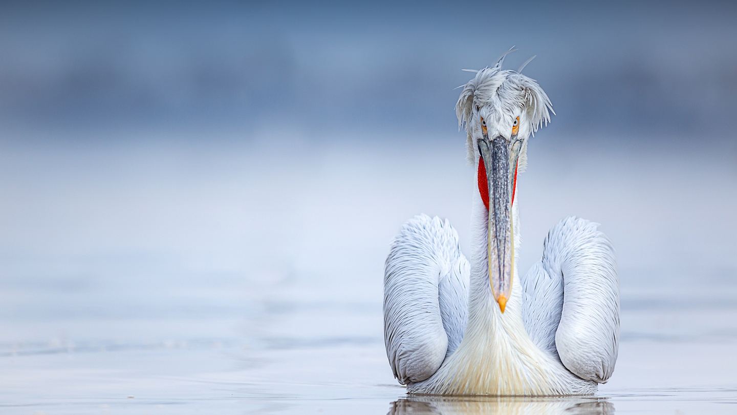 Purely Pelicans 2025 No3 in Lake Kerkini