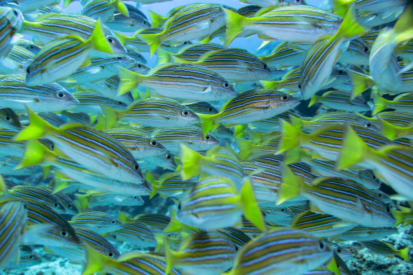 EXCURSION DIVING TO LA PAZ in cabo san lucas, mexico