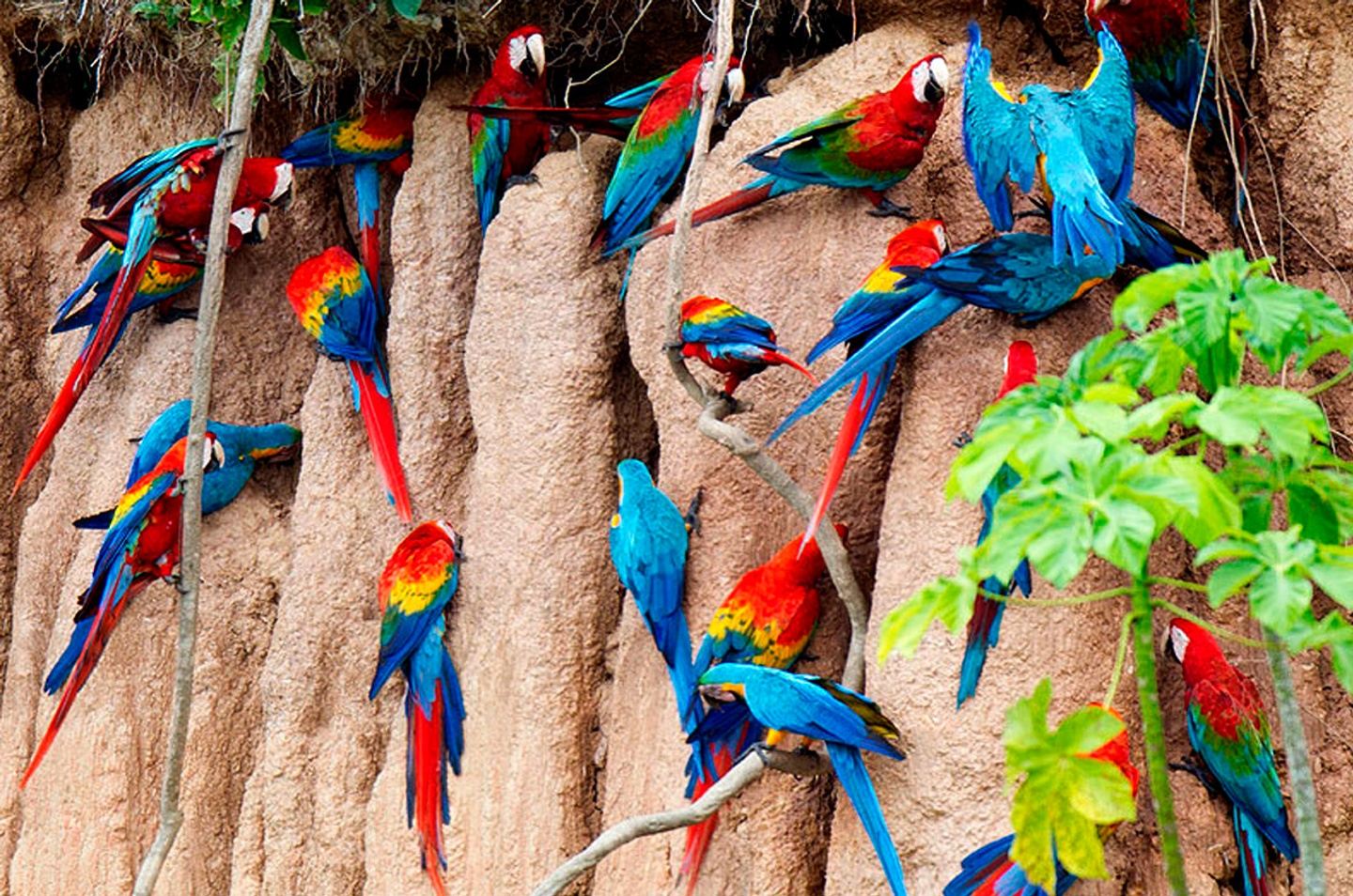 Macaw Tour 4 days 3 nights