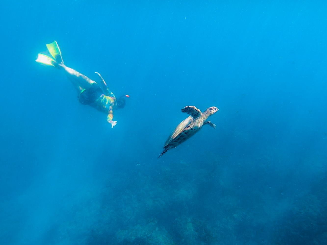 Caño Island - Snorkeling