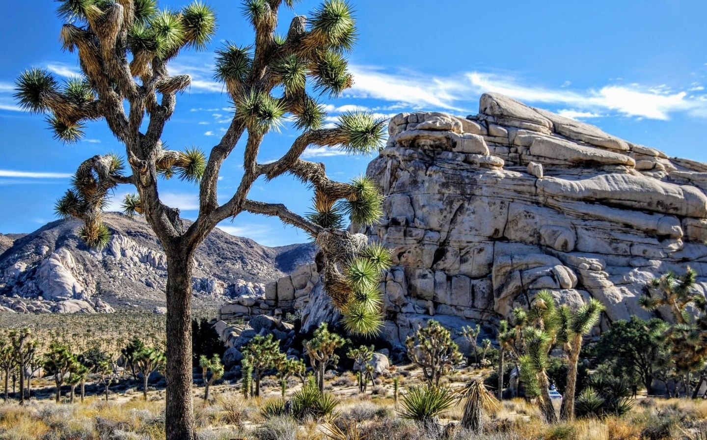 Embrace Your Power Within - Joshua Tree with Eleonora Zampatti