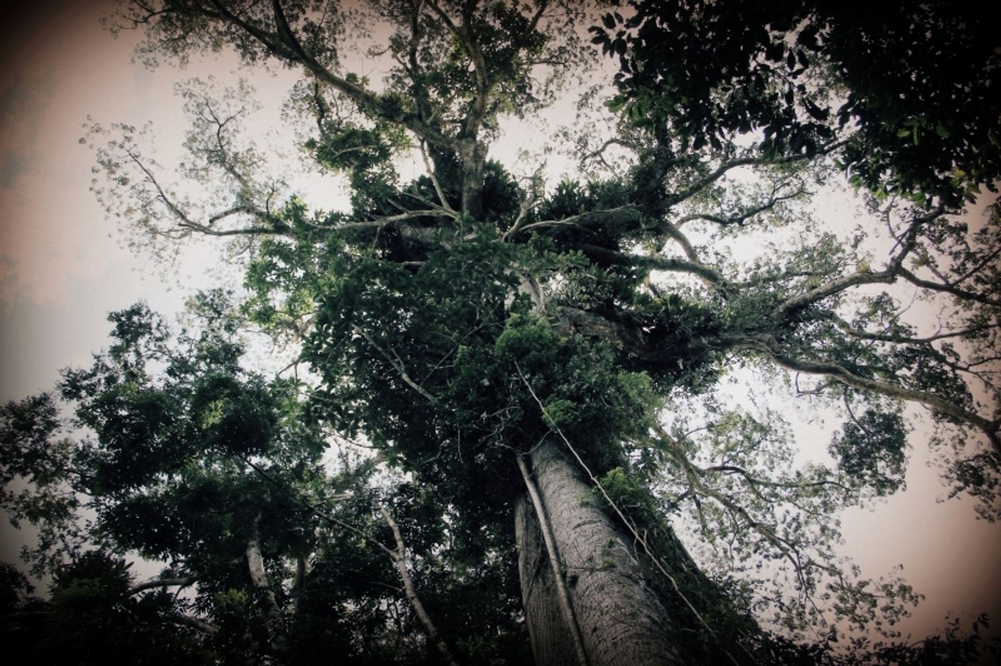 September 19 Ayahuasca Retreat