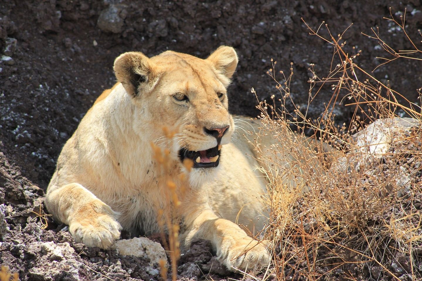 5 Days Kenya and Tanzania Combined S- Luxury Safari