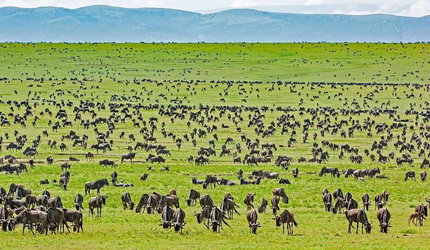 9 Days Migration Best of Kenya & Tanzania Safari Experience 2025