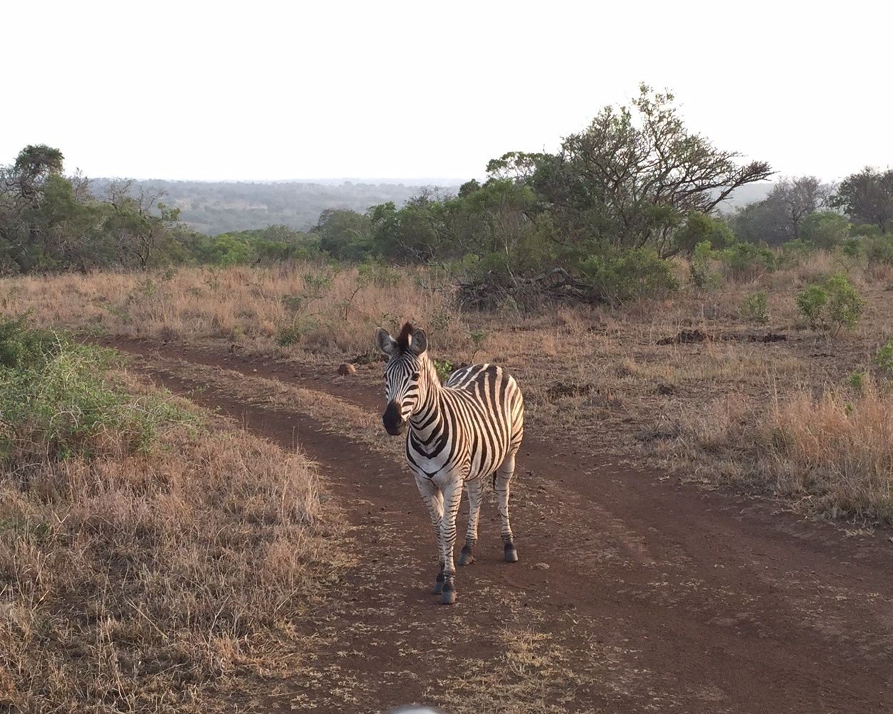 South Africa Safari