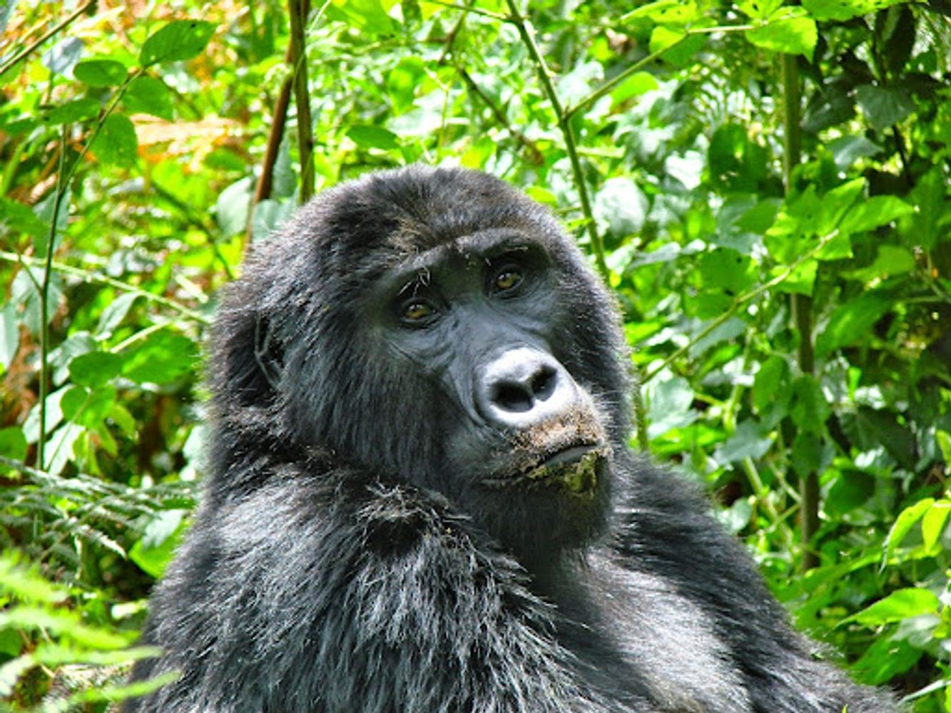 Uganda gorilla tracking Trip