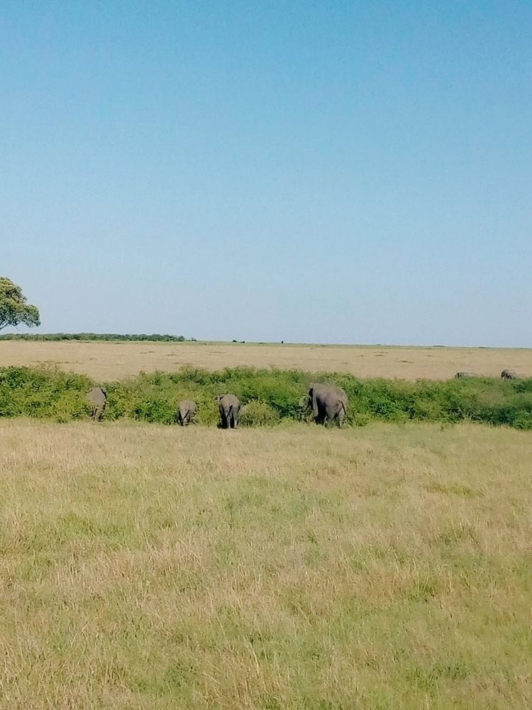 Maasai Mara Guided Safari from Nairobi