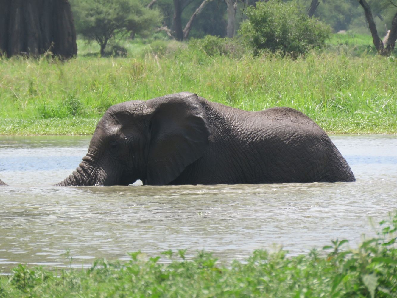 Best Big 5 Tanzania 6 Days Tanzania Safari in TARANGIRE- SERENGETI - LAKE MANYARA - NGORONGORO