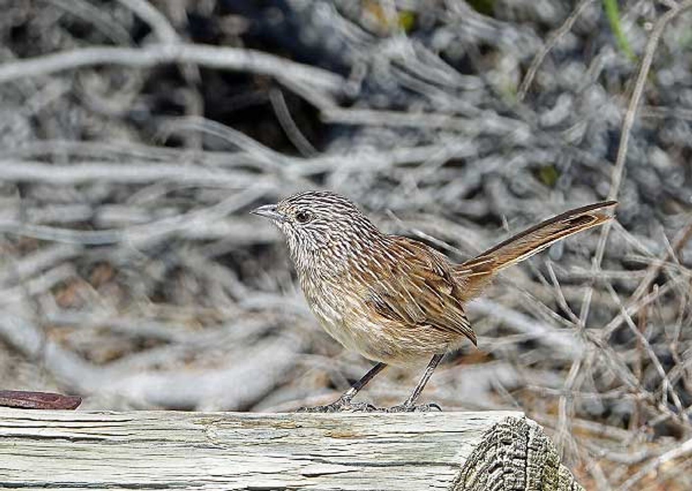 Pilbara Specialties Birding Tour - June 2024 in Newman WA 6753, Australia