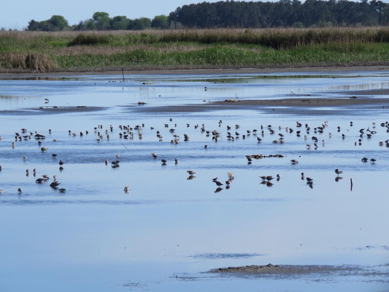 Santee Coastal Reserve in McClellanville, SC 29458, USA