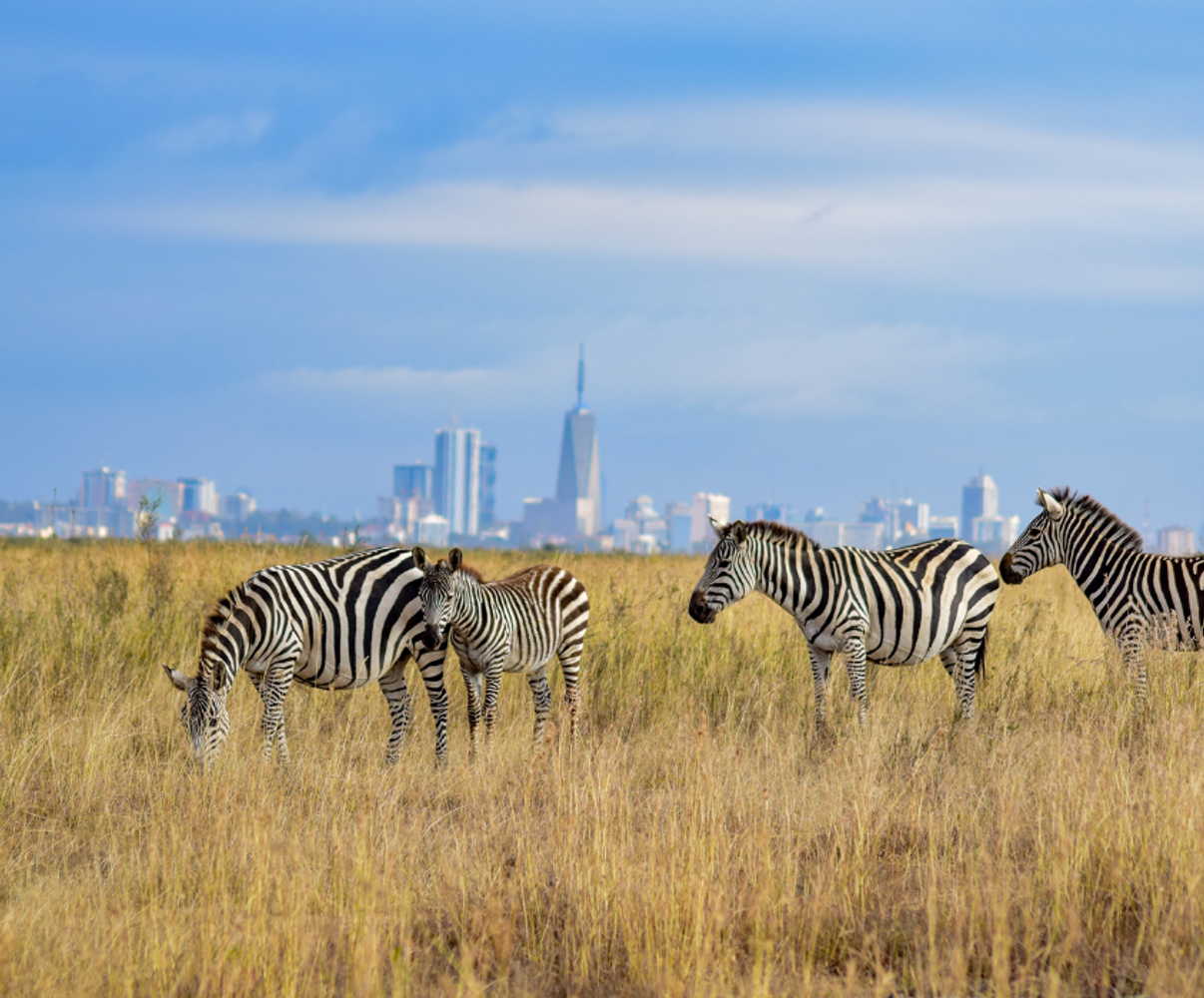 Nairobi National Park, Giraffe Centre and Elephant Orphanage Trip