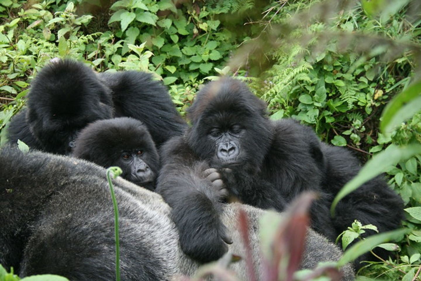 Rwanda The Primates Experience