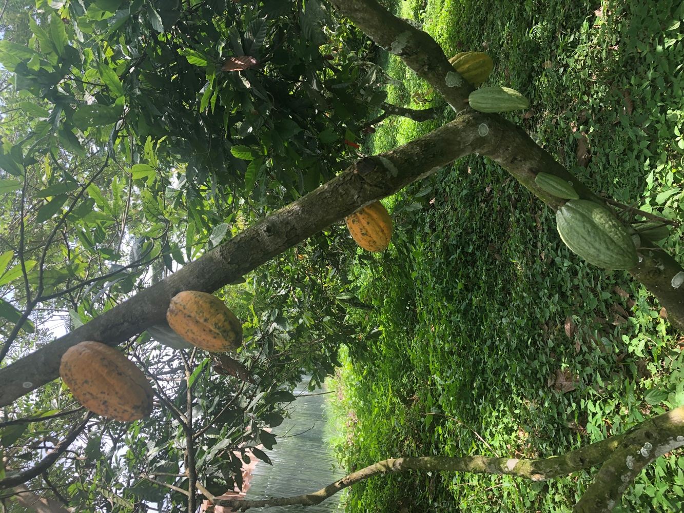 Indigenious Cocoa Farm Tour
