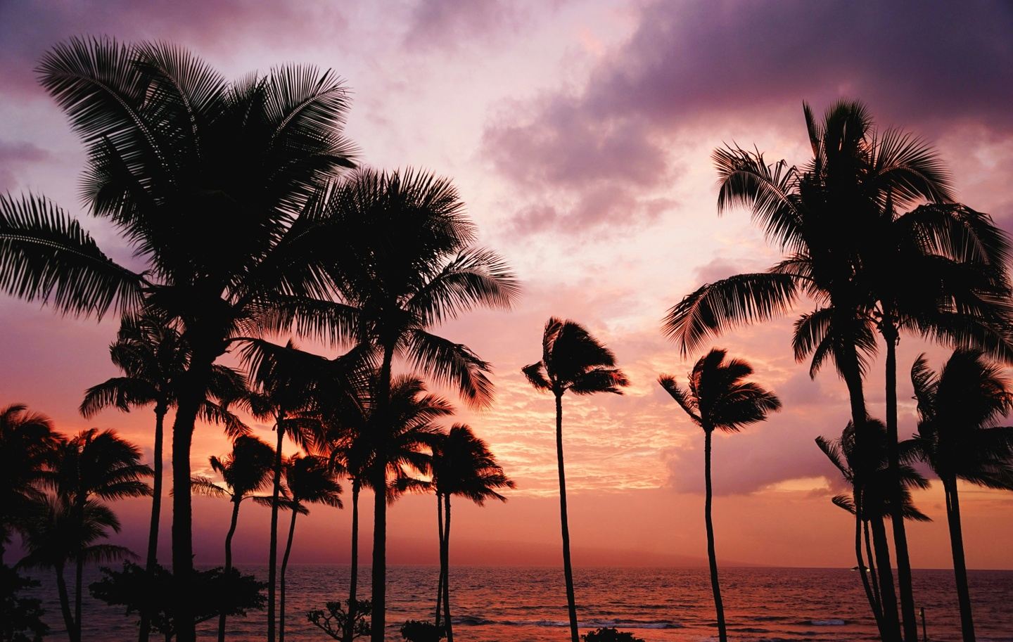 Paradise in The Spring