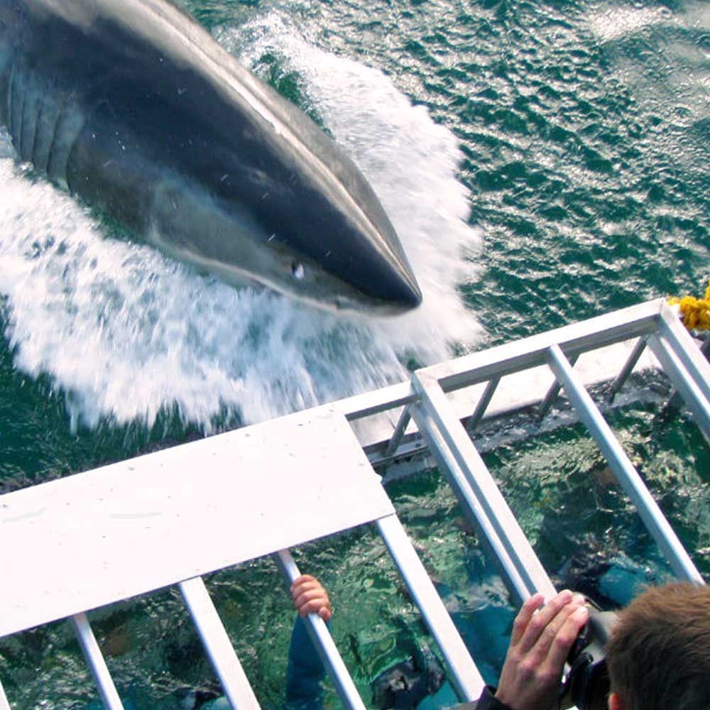 Shark Cage Diving In Gansbaai