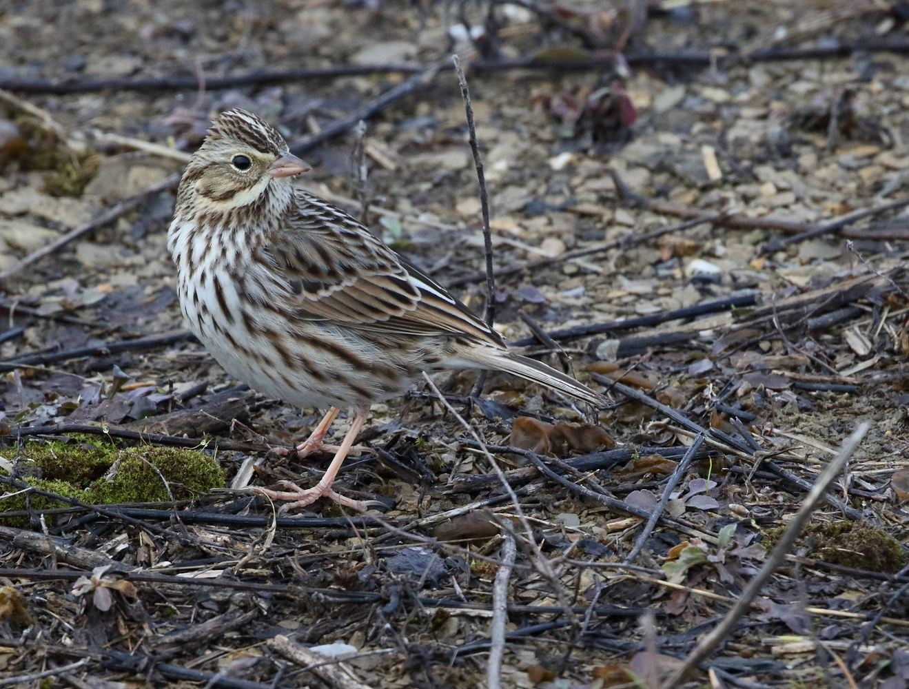 Sparrow at Seven Islands State Birding Park in Kodak, TN 37764