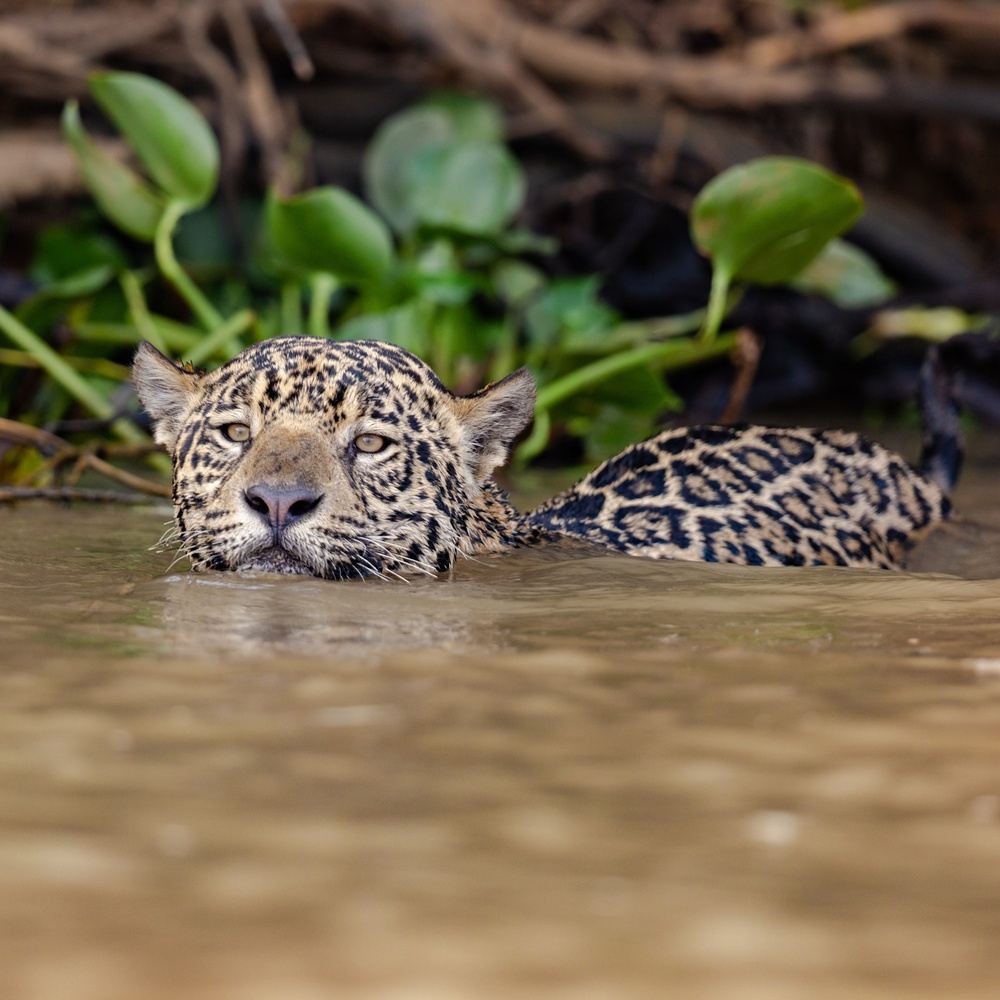 COLOMBIA WILD MAGIC